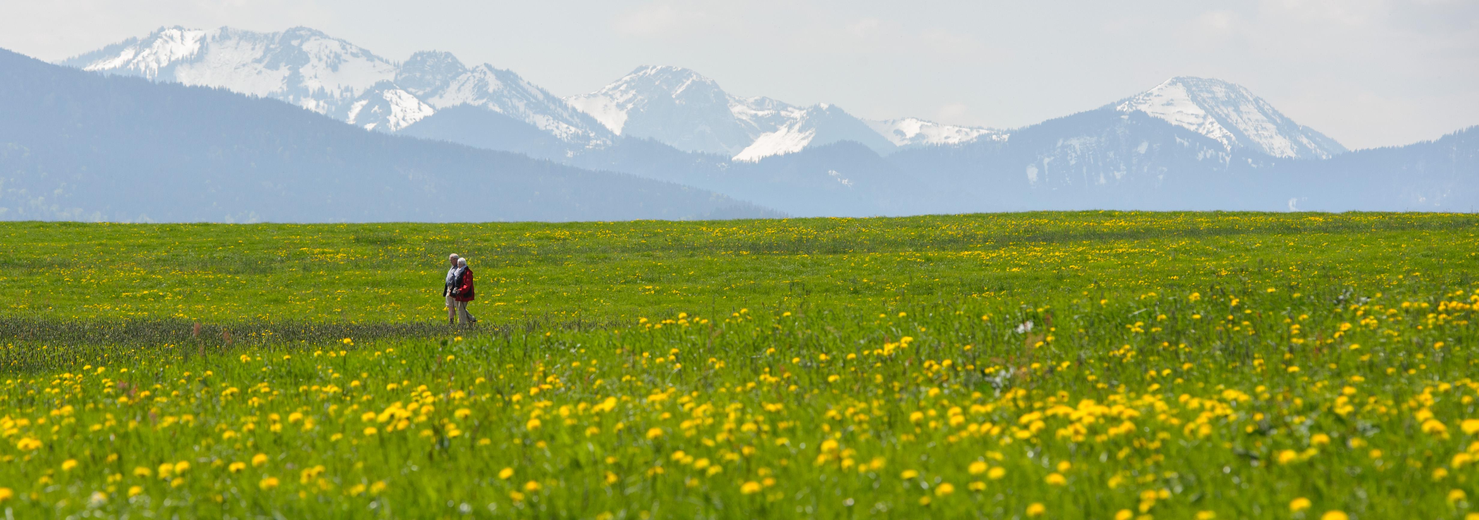 epd Bayern - Baum im Voralpenland.