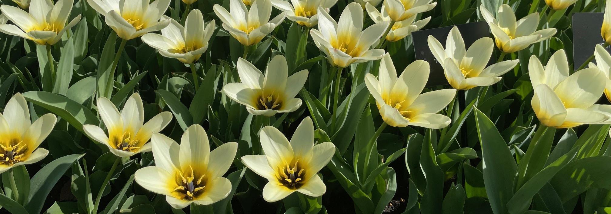 Tulpen aus Amsterdam