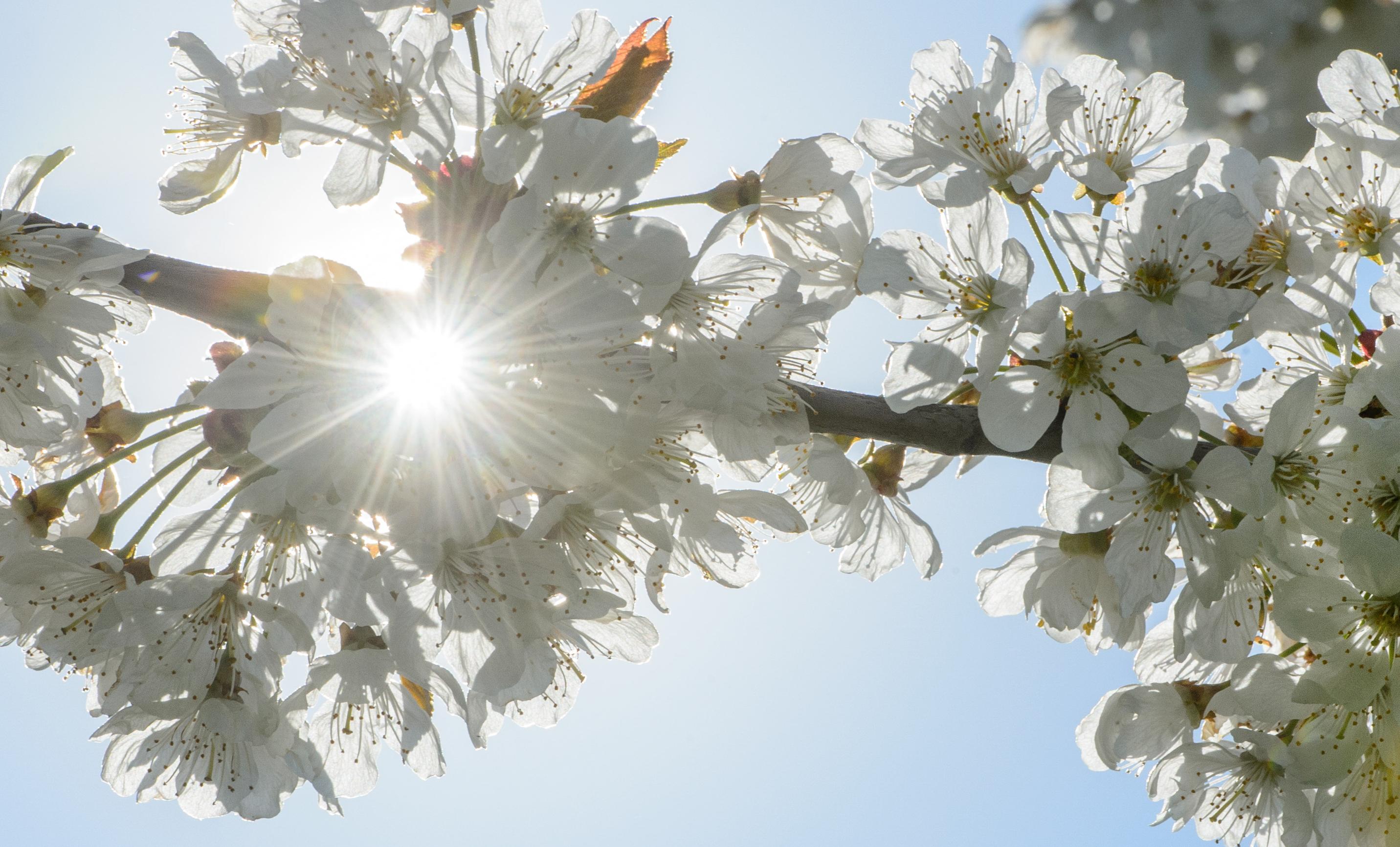 epd Bayern - Kirschblüte in der Fränkischen Schweiz