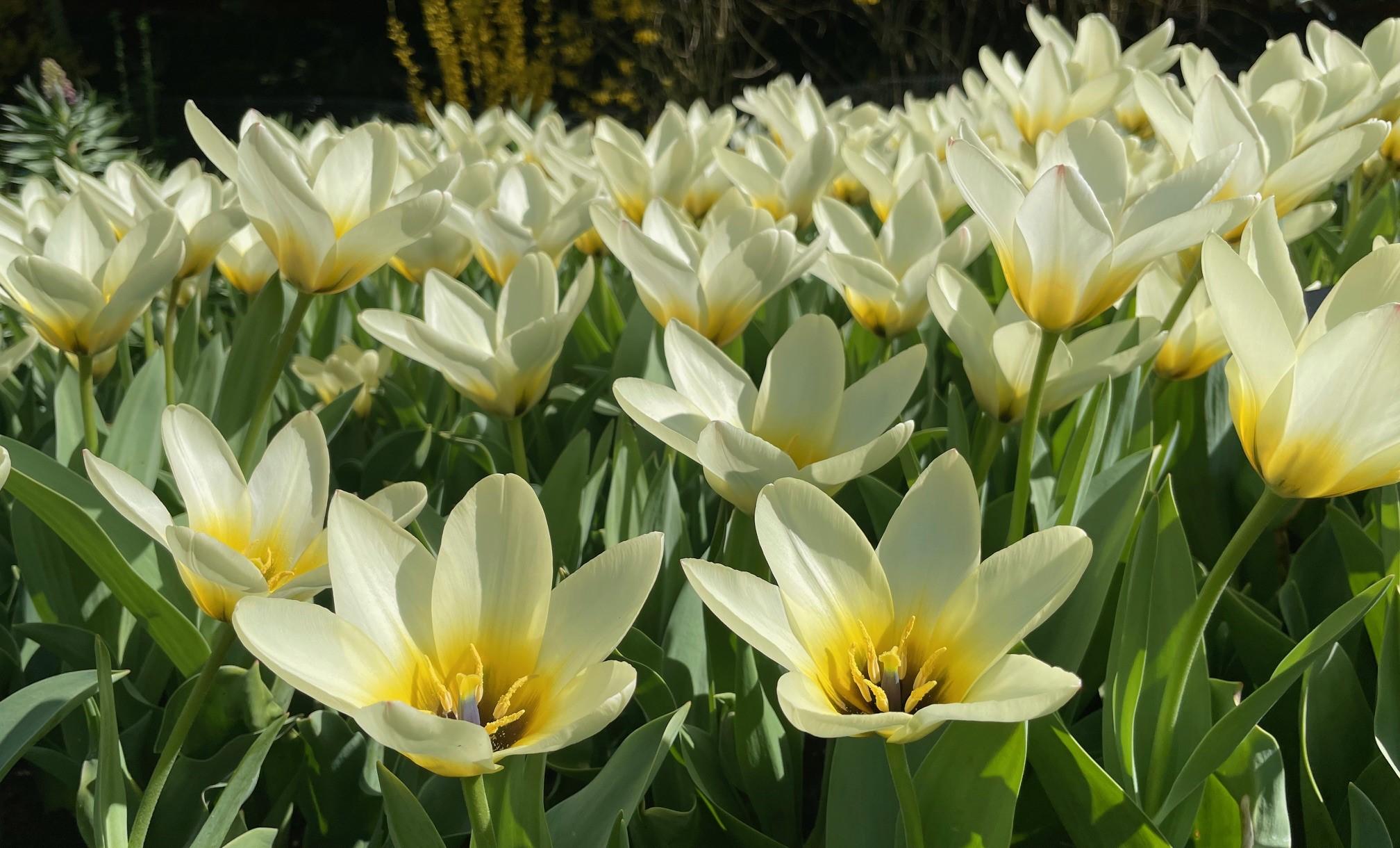 Tulpen aus Amsterdam