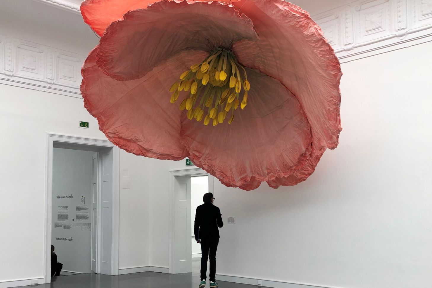 Mohnblüte
