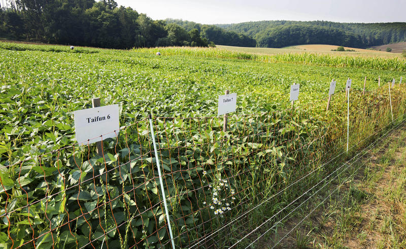 s:100:"Versuchsfeld fuer Sojaanbau des Lehr- und Versuchsbetriebs Gladbacherhof in Aumenau, am 10.08.2015. ";
