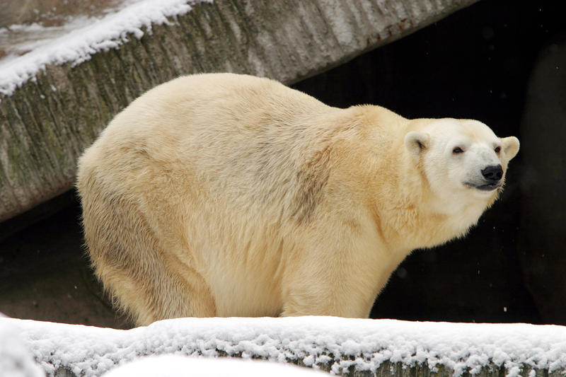 s:52:"Klimawandel - nicht nur für Eisbären ein Problem. ";