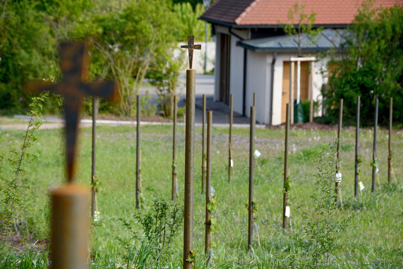 s:33:"Friedweinberg in Nordheim am Main";