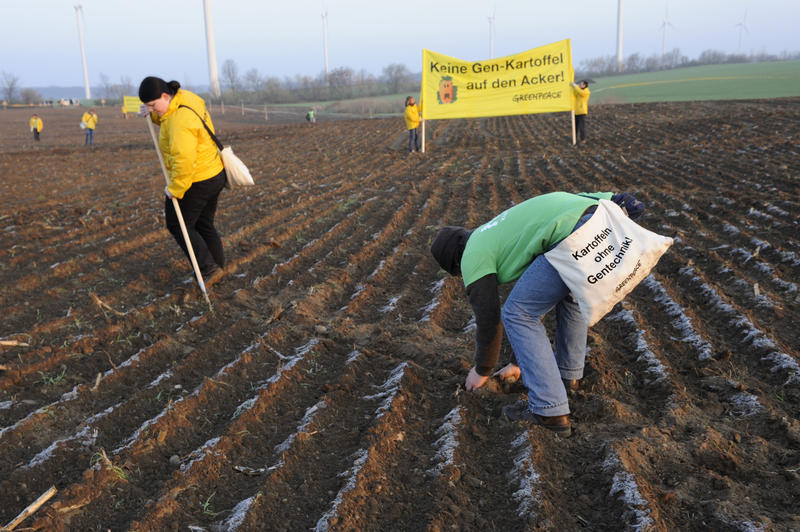 s:174:"20 Greenpeace-Aktivisten protestieren am 14.4.2010 auf einem Acker in Bütow (Mecklenburg-Vorpommern) gegen die Aussaat der gentechnisch veränderten Kartoffelsorte Amflora. ";