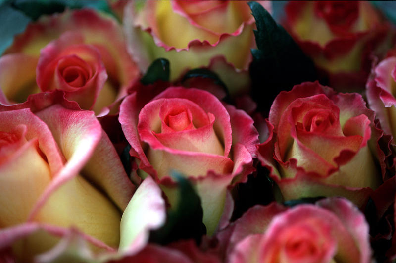 s:147:"Rosen einer Blumenfarm bei Cajambe in Ecuador. 200.000 Menschen arbeiten heute in Ostafrika und Südamerika auf Blumenfarmen (Foto vom 16.02.2001).";