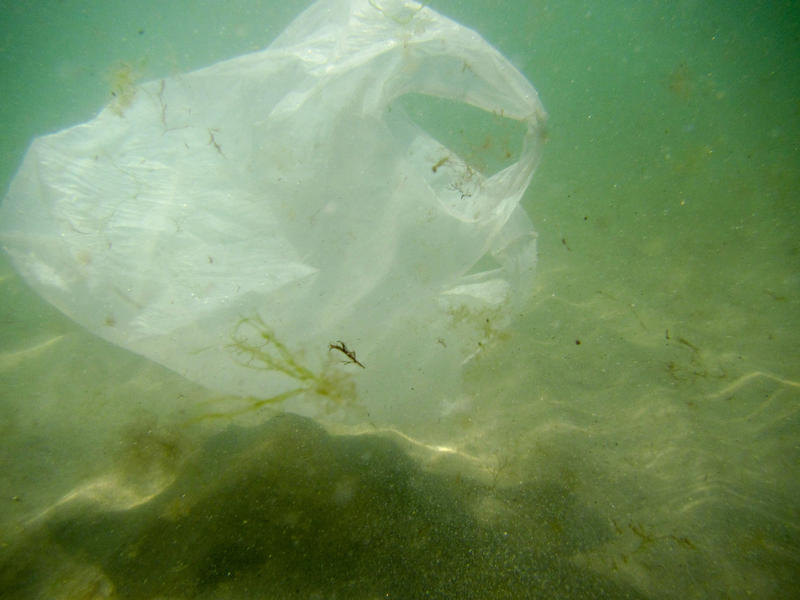s:95:"Eine Plastiktuete treibt am 24.07.2018 in der Ostsee vor Nienhagen, Mecklenburg-Vorpommern.
";