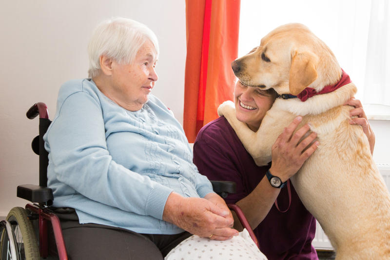 s:49:"Auch in Deutschland helfen Hunde in der Therapie.";