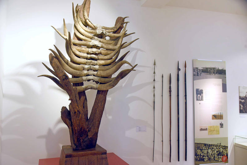 s:137:"Akazienstamm mit Rinderhörnern für das Grabmal eines Herero-Führers im Museum der Vereinigten Evangelischen Mission (VEM) in Wuppertal";
