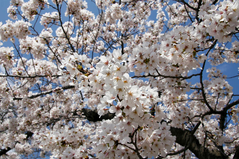 s:150:"Kirschblüte im Schloßpark von Wakayama, Japan, am 01.04.2008. Die japanische Kirschblüte ist eines der wichtigsten Symbole der japanischen Kultur. ";