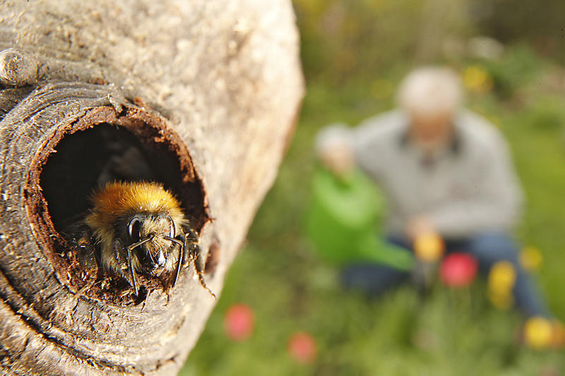 s:136:"Eine Wildbiene sitzt auf einem abgestorbenen Baum (Foto vom 30.04.2013). Sterbende Bäume und Reisighaufen sind nicht jedermanns Sache. ";