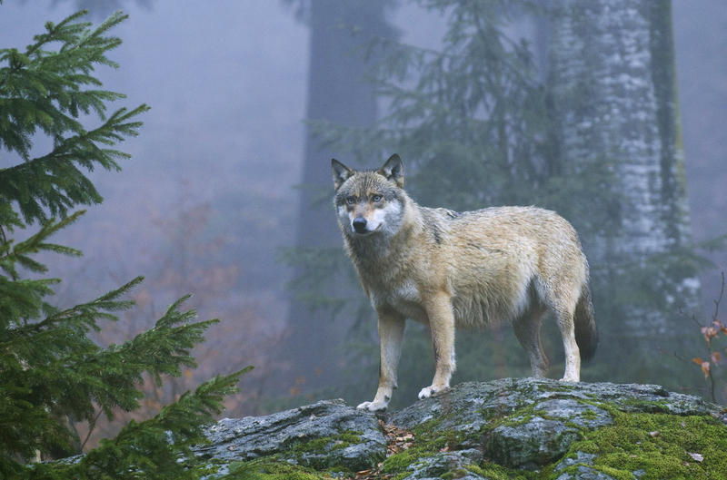 s:155:"Das Land Niedersachsen hat die Jagd auf den sogenannten «Rodewalder Wolf» nach 14 Monaten aufgegeben.
(Foto undatiert, im Nationalpark Bayerischer Wald)";