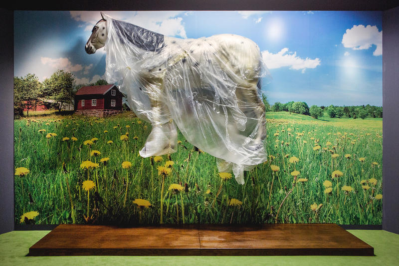 s:62:"Ppipis Pferd "Kleiner Onkel" bei einer Ausstellung in Speyer. ";