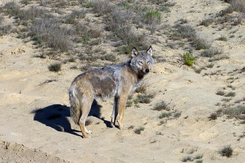 s:190:"Nach zwei Pferderissen im Landkreis Nienburg wird die Ende März zunächst gestoppte Jagd nach dem Leitrüden des sogenannten Rodewalder Wolfsrudels wieder aufgenommen. (Foto vom 17.05.2009)";