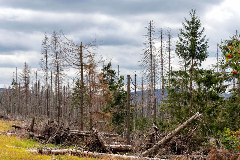 s:178:"Abgestorbene Fichten stehen in der Naehe vom Torfhaus im Nationalpark Harz in Niedersachsen. Trockenheit und Borkenkaefer sind die Ursache fuer die Schaeden. (Foto vom 18.08.19).";