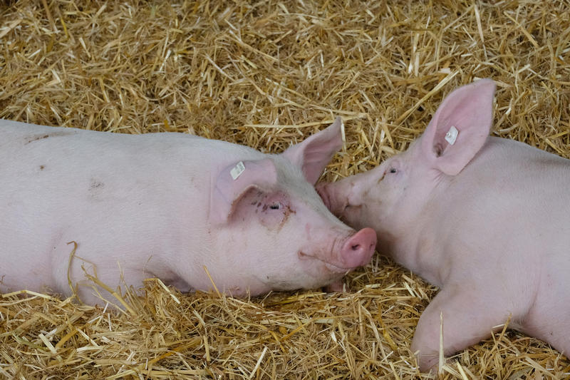 s:189:"In der Fleisch-Industrie leiden oft nicht nur die Mitarbeitenden, sondern vor allem die Tiere. Der Bioland-Hof Stolze ist dagegen ein absoluter Exot in seiner Branche (Foto vom 30.06.2020).";