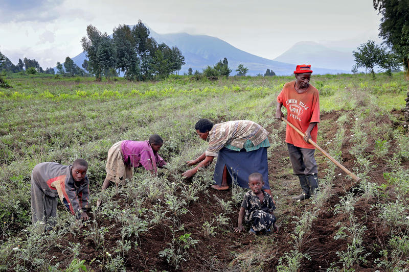 s:49:"Familie bei der Feldarbeit in Ruanda (Archivbild)";