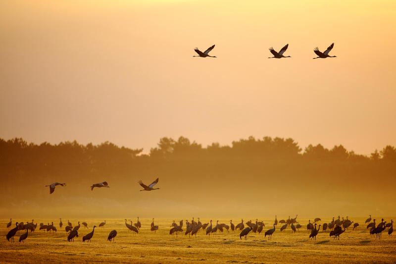 s:233:"Mit einer "Kleinen Zugvogelmusik" auf dem Gulfhof Friedrichsgroden im ostfriesischen Carolinensiel will der Nationalpark Niedersächsisches Wattenmeer am Dienstag Interessierte auf die 12. Zugvogeltage einstimmen. (Foto vom 12.10.10)";