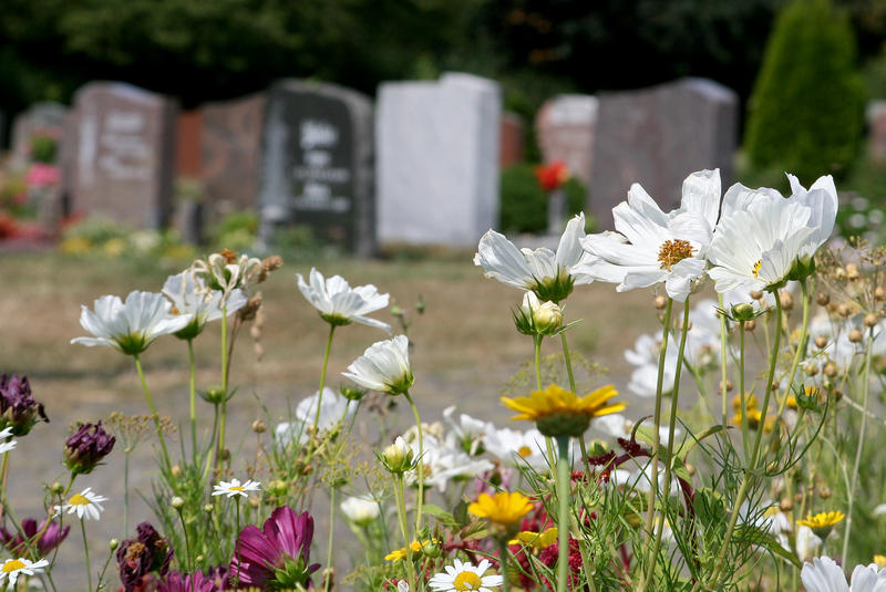 s:181:"Der Bund für Umwelt und Naturschutz Deutschland (BUND) bewertet sein niedersachsenweites Projekt "Ökologische Nische Friedhof" als Erfolg für den Artenschutz. (Foto vom 30.07.19)";