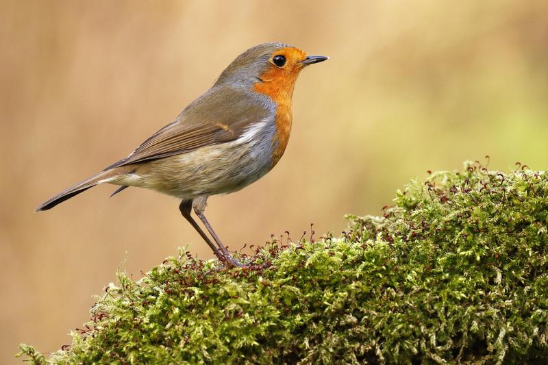 s:115:"Gartenbesitzer und Vogelfreunde in Niedersachsen sind auch in diesem Frühjahr wieder zum Vögelzählen aufgerufen.";