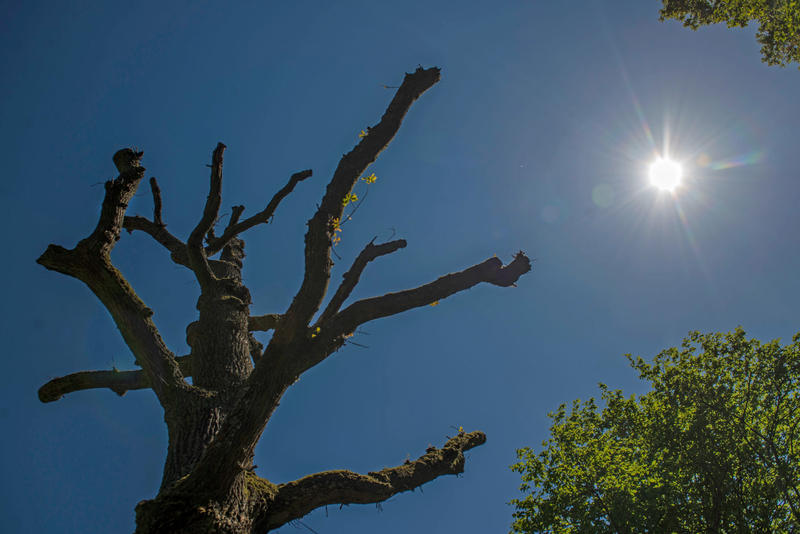 s:55:"Anhaltende Trockenheit ist eine Folge des Klimawandels.";