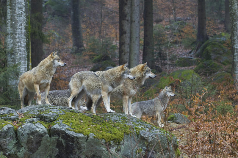 s:55:""Höchstens 300 Tiere": FDP will Obergrenze für Wölfe";