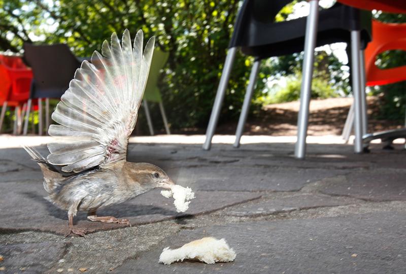 s:56:"Ein Spatz auf Suche nach Brotresten in einem Biergarten.";