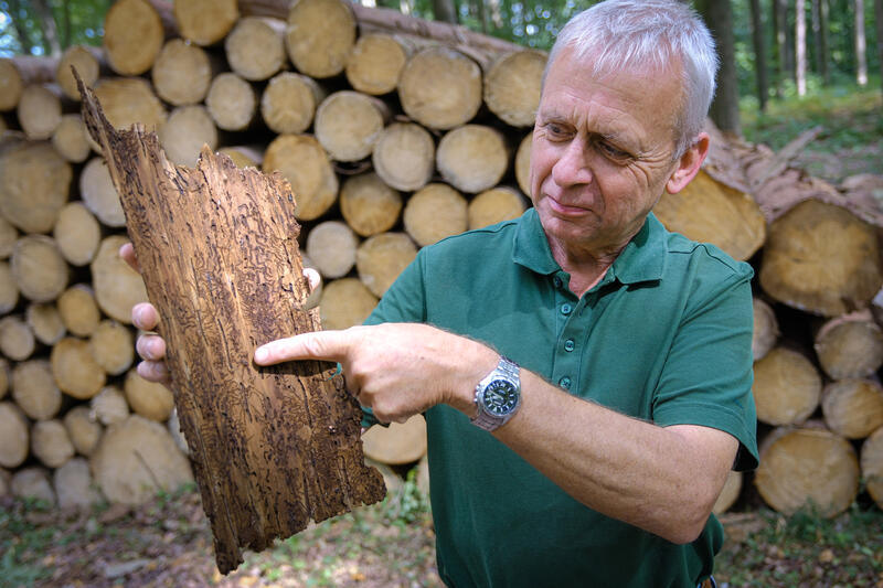 s:53:"Forst-Profis machen den Wald fit für den Klimawandel";