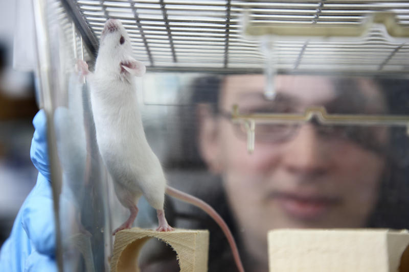 s:73:"Ein Käfig mit einer Maus, die zu Versuchszwecken im Labor gehalten wird.";