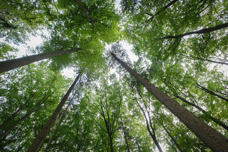 s:71:"Laut der Waldzustandserhebung 2022 sind vier von fünf Bäumen erkrankt";