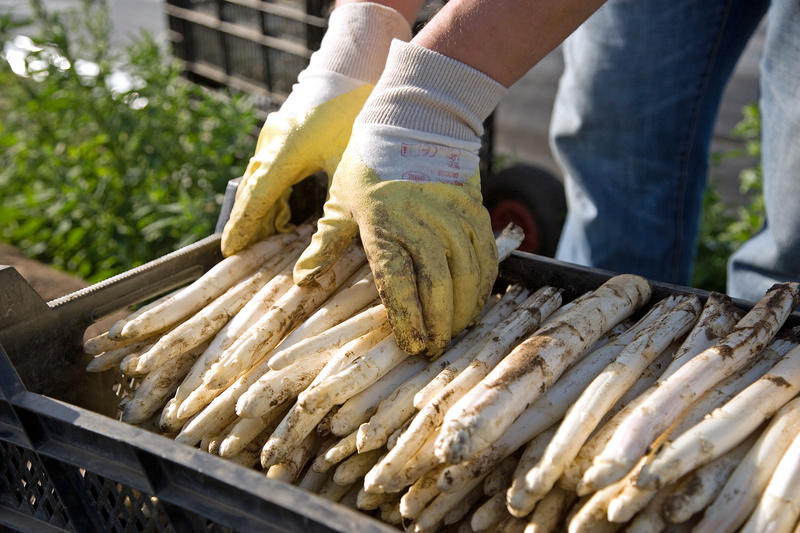 s:16:"Frischer Spargel";