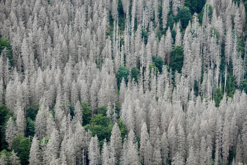 s:59:"Nationalpark Harz verstärkt Maßnahmen zum Waldbrandschutz";