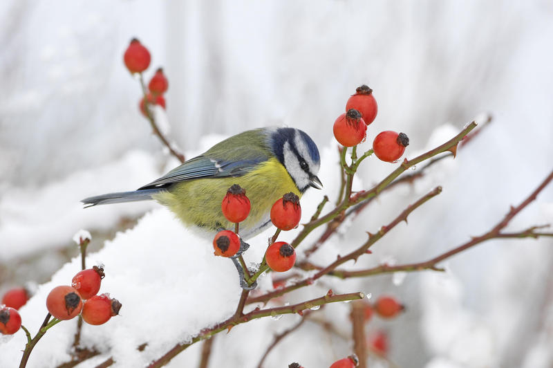 s:58:"Nabu: Statt Winterruhe Verwirrung bei Insekten und Vögeln";