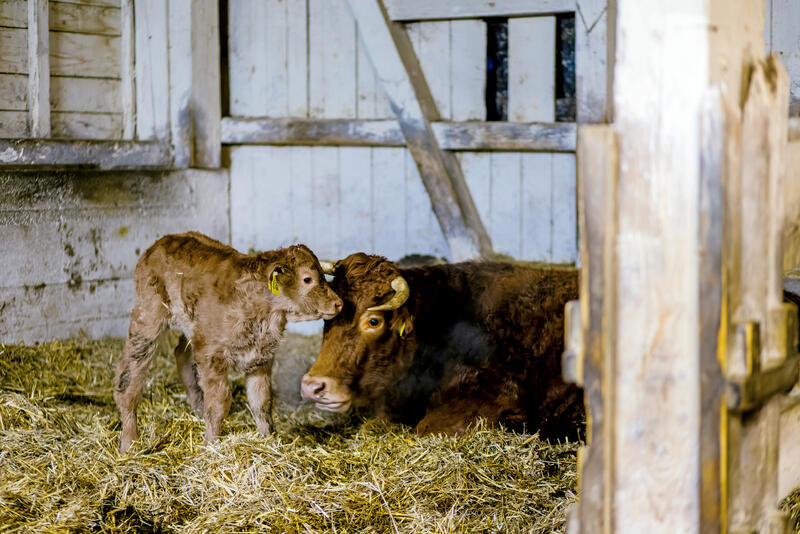 s:25:"Umdenken zu mehr Tierwohl";