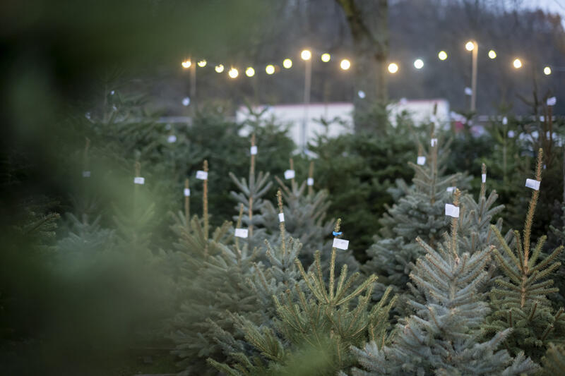 s:21:"Weihnachtsbaumverkauf";
