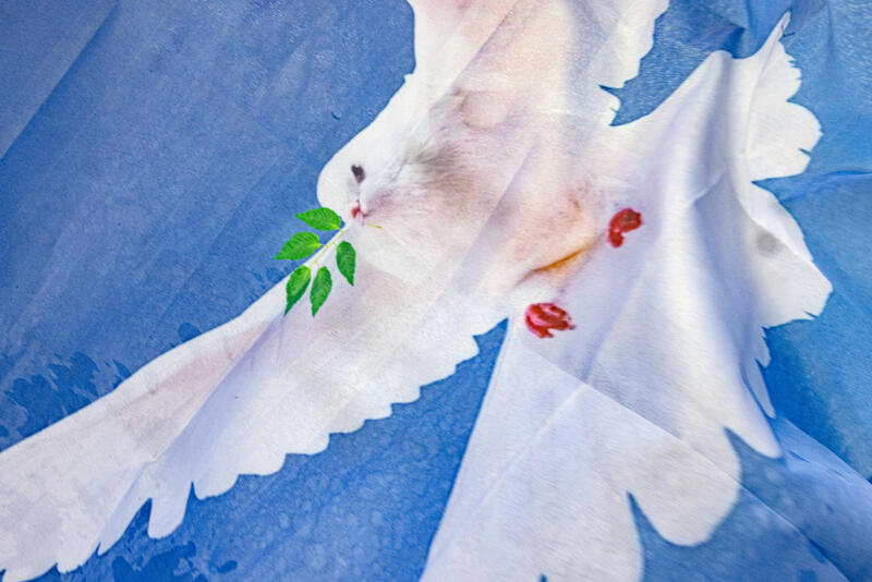 Wie die weiße Taube zum Friedenssymbol wurde