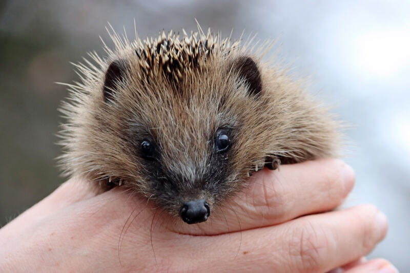 s:65:"Der Lebensraum für Igel wird immer kleiner, ihr Bestand nimmt ab";