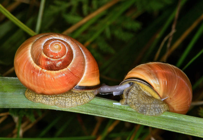 s:22:"Garten-Bänderschnecke";