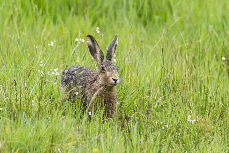 s:56:"Ein Feldhase hockt auf einem Feld in Schleswig-Holstein.";