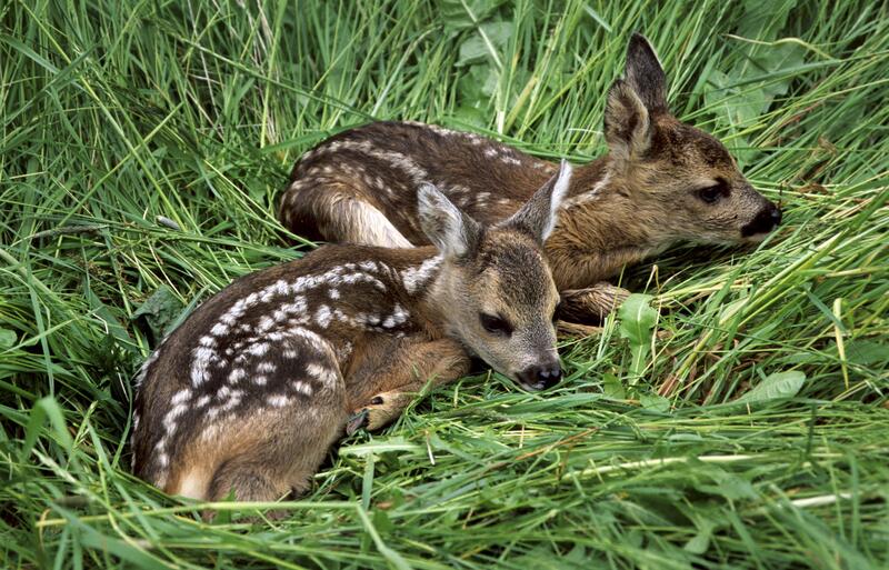 s:67:"Landwirtschafts- und Jagdorganisationen rufen zu Wildtierschutz auf";