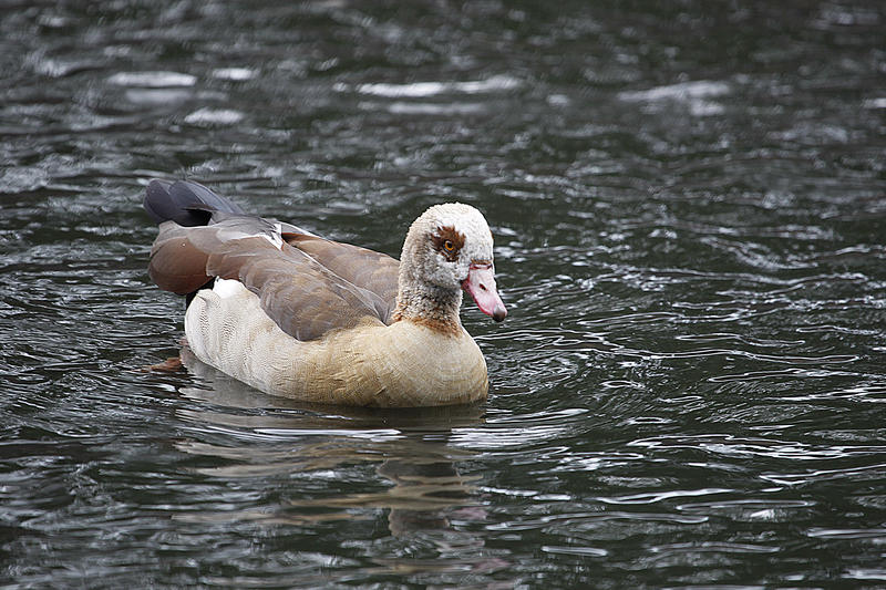 s:136:"Nilgans (Alopochen aegyptiacus) am 05.06.2012 in Halle an der Saale. Sie gehört zu den erfolgreichsten Neusiedlern auf Weihern und Seen";