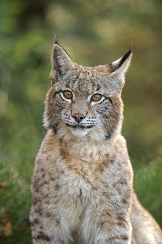 s:54:""Der Luchs ist ein Maskottchen für den Harz geworden"";