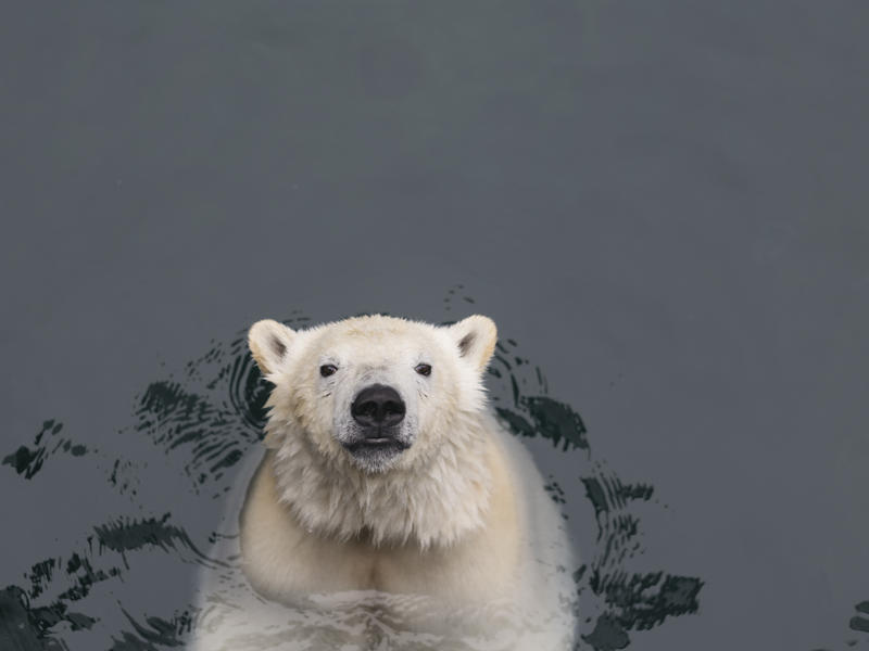 s:66:"Vom Dodo bis zum Eisbären: Museum zeigt Gründe für Artensterben";