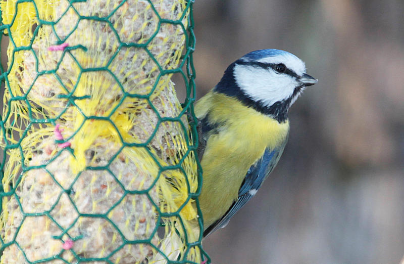 s:90:"Eine Blaumeise (Cyanistes caeruleus, Syn. Parus caeruleus) knabbert an einem Meisenknödel";