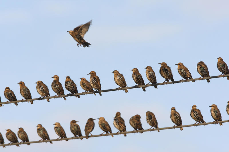s:41:"Immer weniger Vögel in Gärten und Parks";