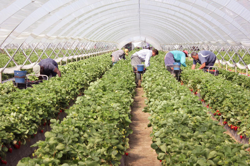 s:37:"Erntehelfer auf einer Erdbeerplantage";