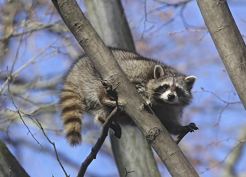 s:9:"Waschbär";