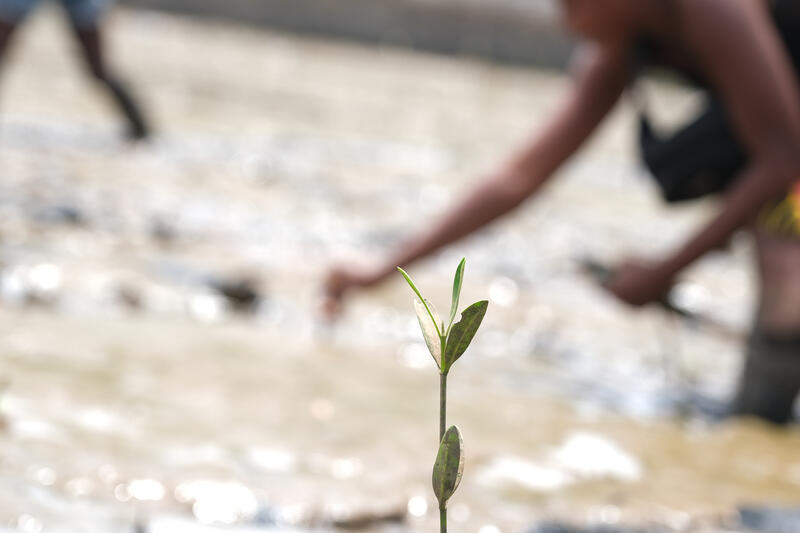 s:75:"Eine Mangrove sprießt im Schlick der Bucht vor Congo Town in Sierra Leone.";