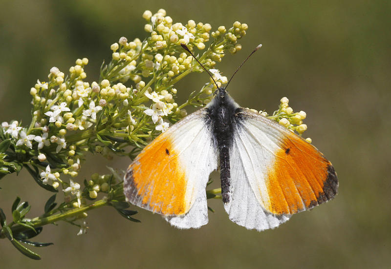 s:147:"Der Aurorafalter (Anthocharis cardamines) ist ein Schmetterling (Tagfalter) aus der Familie der Weißlinge und war im vergangenen Jahr auf Platz 1.";