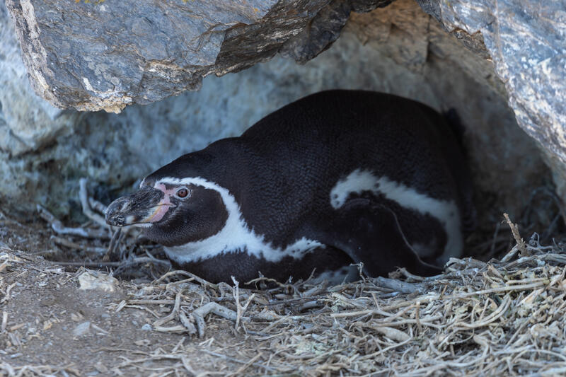 s:64:"Ein Humboldt-Pinguin liegt in einer Höhle auf der Insel Choros.";